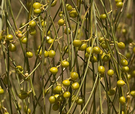 Retama amarilla o común (Retama sphaerocarpa) 