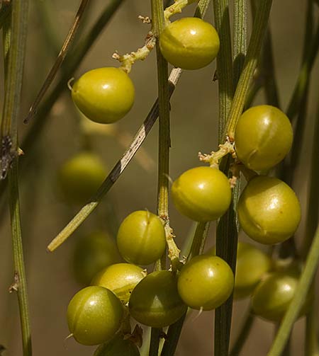 Retama amarilla o común (Retama sphaerocarpa) 