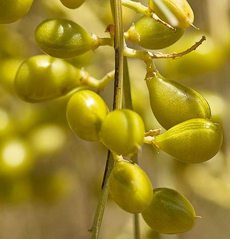 Retama amarilla o común (Retama sphaerocarpa) 