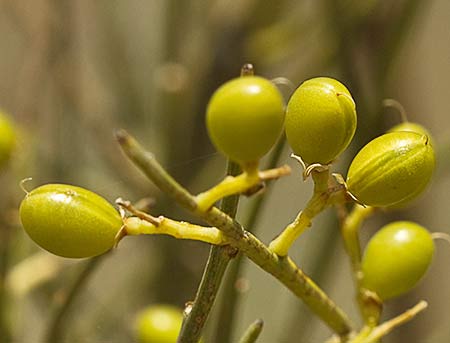 Retama amarilla o común (Retama sphaerocarpa) 