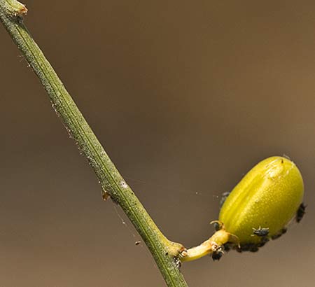 Retama amarilla o común (Retama sphaerocarpa) 
