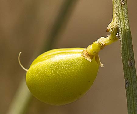 Retama amarilla o común (Retama sphaerocarpa) 