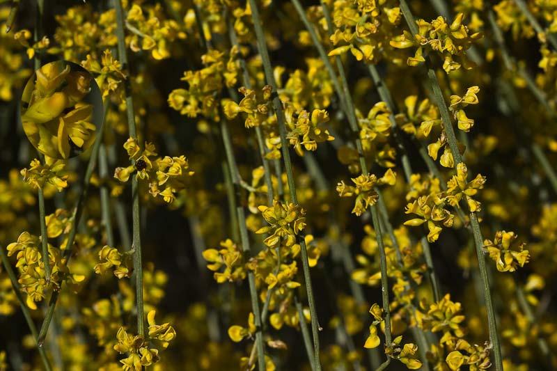 Ramillete de flores de retama cuajando