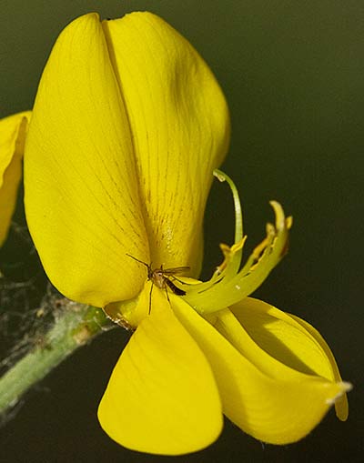 Flor de la retama olorosa (Spartium junceum)