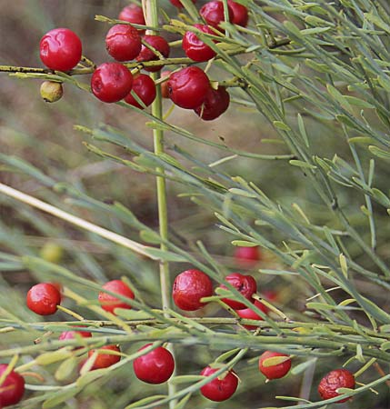 Frutos de la retama loca