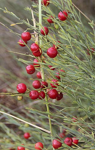 Retama loca (Osyris alba)