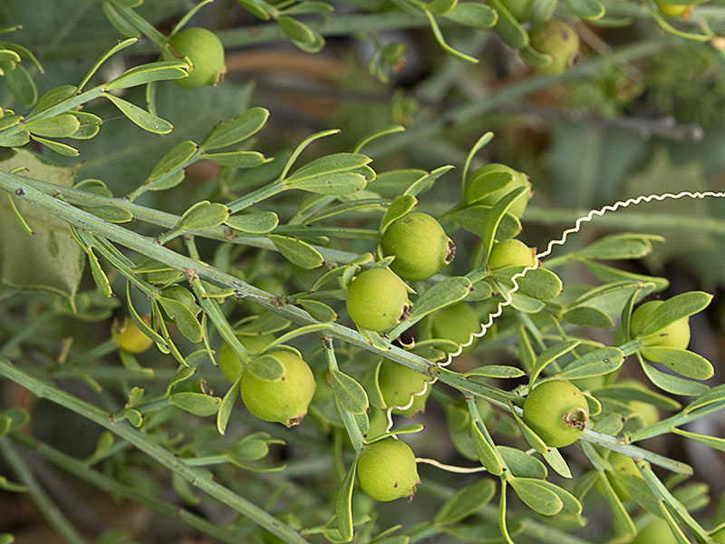 Mata de Osyris alba. Retama loca