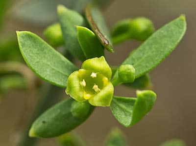 Osyris alba. Retama loca