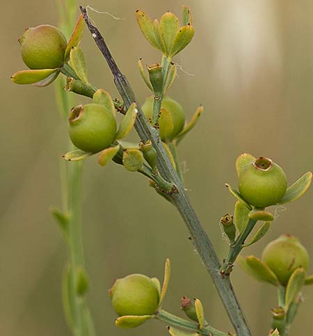 Osyris alba. Retama loca