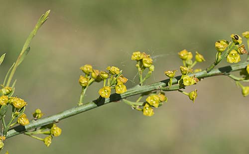 Osyris alba. Retama loca