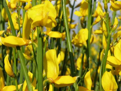 Retama de olor (Spartium junceum)