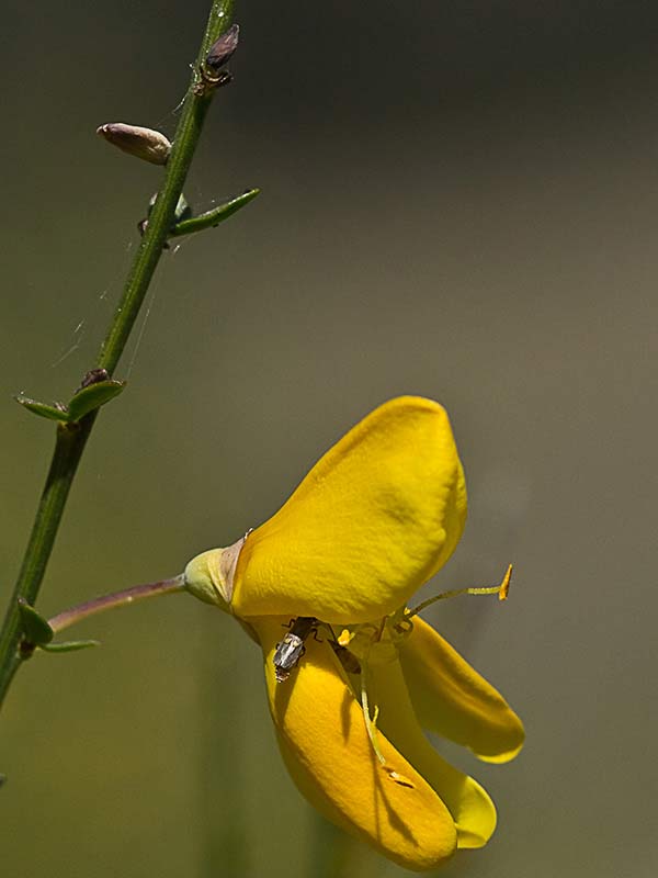 Flor de la retama olorosa (Spartium junceum)
