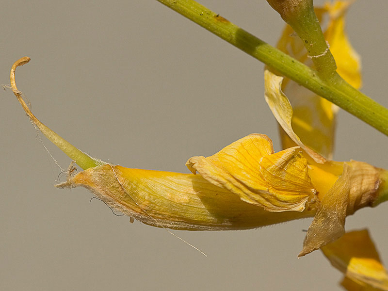 Estructura y partes de la Flor de la retama olorosa (Spartium junceum)