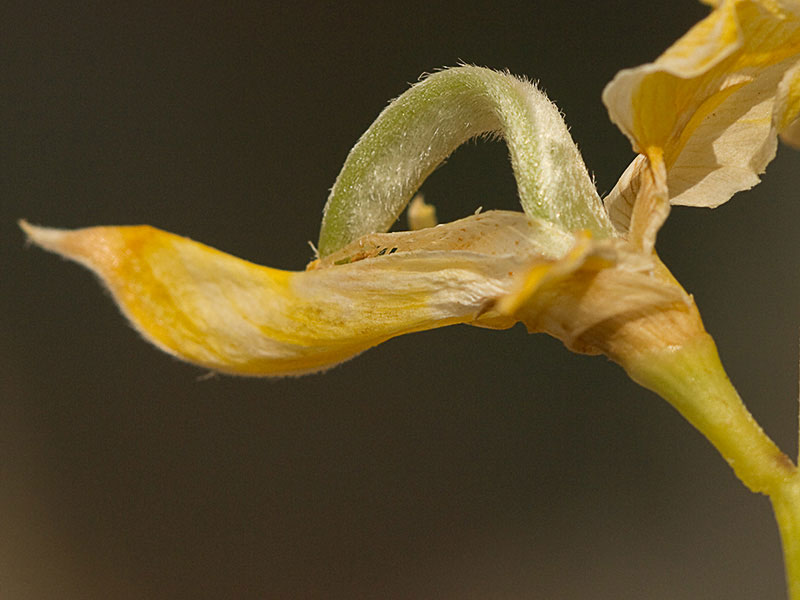 Estructura y partes de la Flor de la retama olorosa (Spartium junceum)