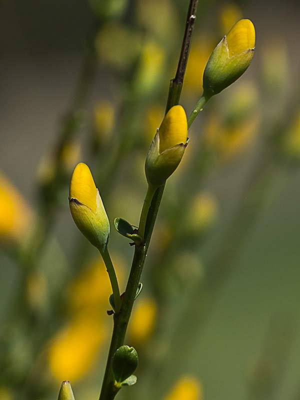 Flor de la retama olorosa (Spartium junceum)