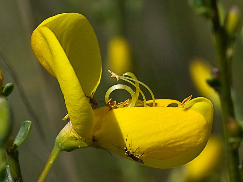 Flor de la retama olorosa (Spartium junceum)
