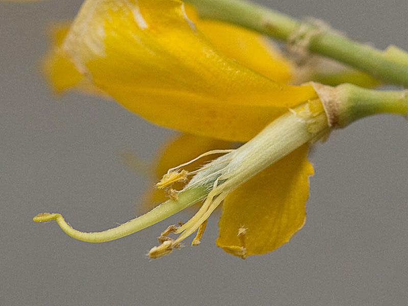 Flor de la retama olorosa (Spartium junceum)