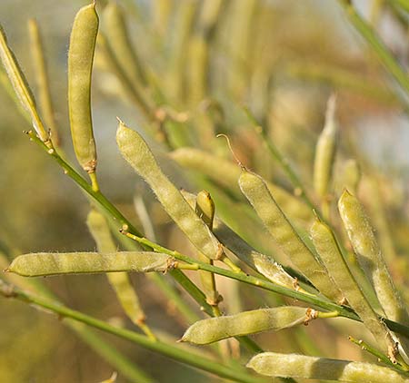 Retama de olor (Spartium junceum), fruto