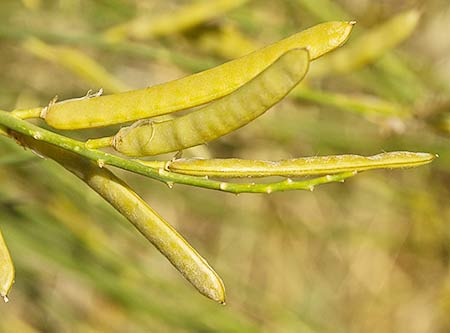 Retama de olor (Spartium junceum), fruto