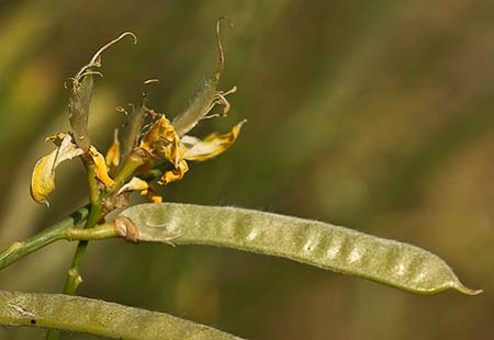 Retama de olor (Spartium junceum), fruto