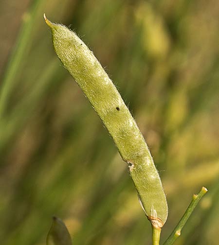 Retama de olor (Spartium junceum), fruto