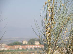 Ramas y frutos de la retama (el castillo de Malpica al fondo)