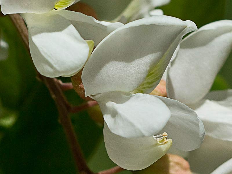 Robinia pseudoacacia