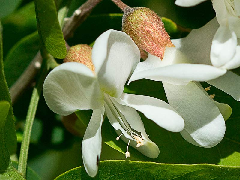 Flor de la Robinia pseudoacacia
