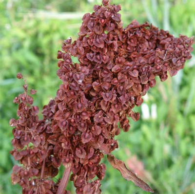 Mata de zomanza (seca)