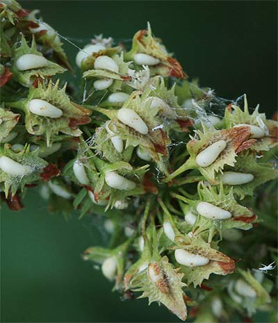 Frutos de la romanza (Rumex crispus)