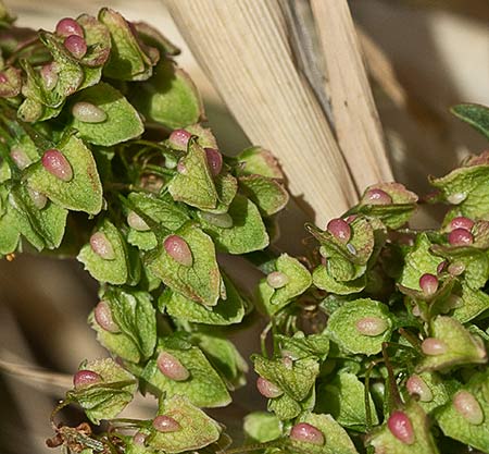Romanza (Rumex Crispus)