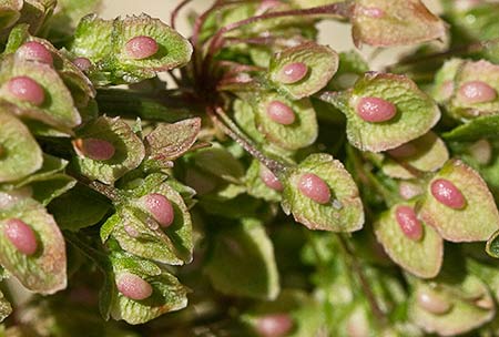 Frutos de la Romanza (Rumex Cripus)