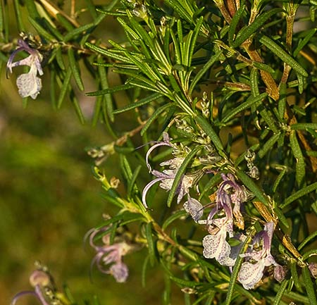 Mata de romero (Rosmarinus officinalis)