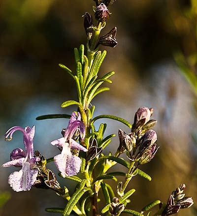 Mata de romero (Rosmarinus officinalis)