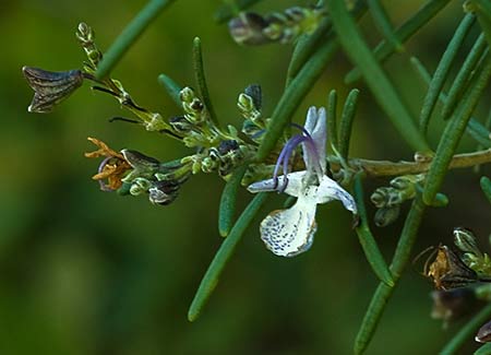 Rama del romero (Rosmarinus officinalis) 