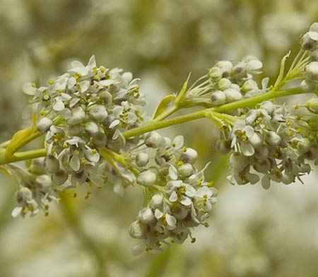 Ramilletes de Rompepiedras (Lepidium latifolium)