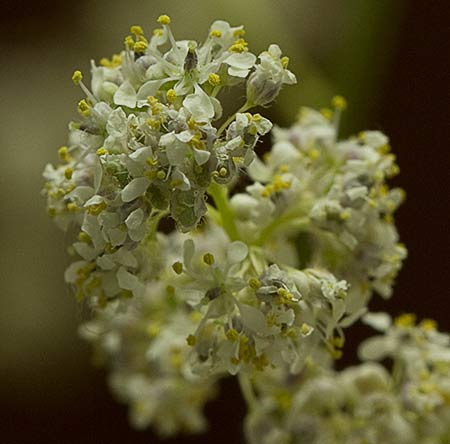 Panícula de Rompepiedras (Lepidium latifolium)