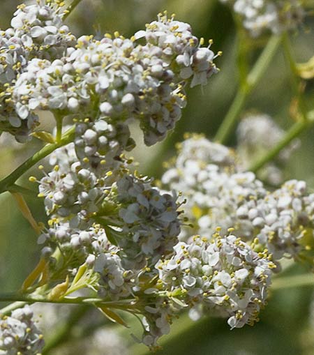 Ramiiletes flores del Rompepiedras  (Lepidium latifolium)