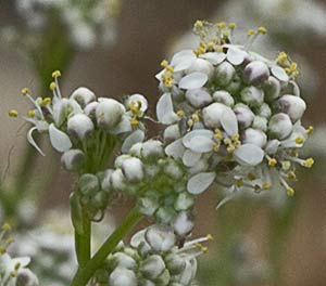 Panículas de flores del Rompepiedras  (Lepidium latifolium)