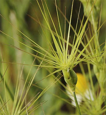 Espiga del rompesacos (Aegilops geniculata)