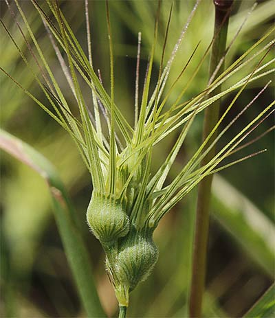 Rompesacos, trigo silvestre (Aegilops geniculata)