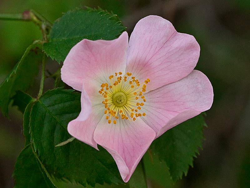 Flor del tapaculos, Rosa canina