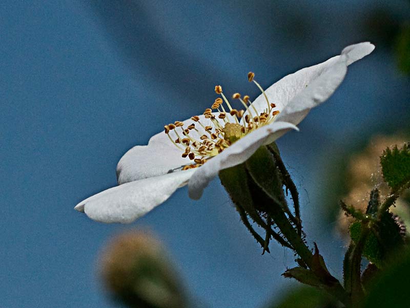 Flor del tapaculos, Rosa canina