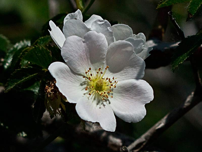 Vista frontal de la Flor del tapaculos, Rosa canina