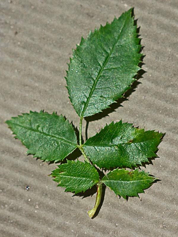 Haz de las hojas del tapaculos, Rosa canina