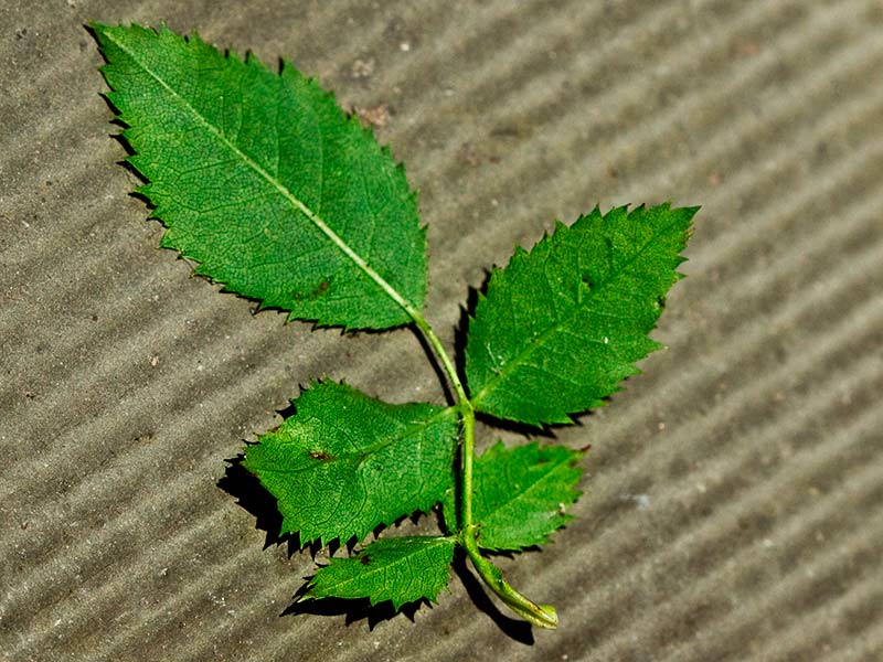 Envés de las hojas del tapaculos, Rosa canina