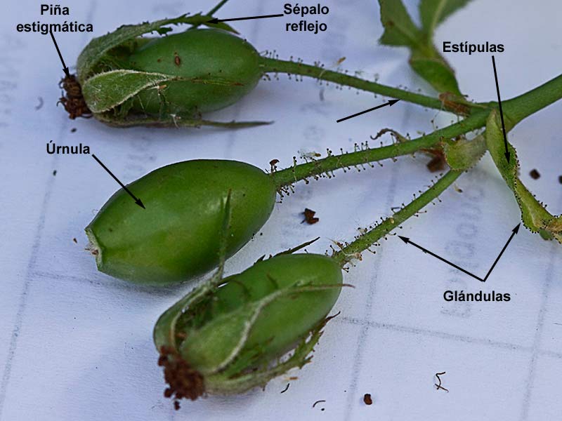 Corimbo de úrnulas del tapaculos o Rosa canina
