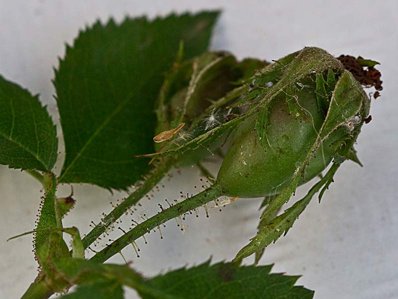 Fruto del tapaculos, Rosa canina