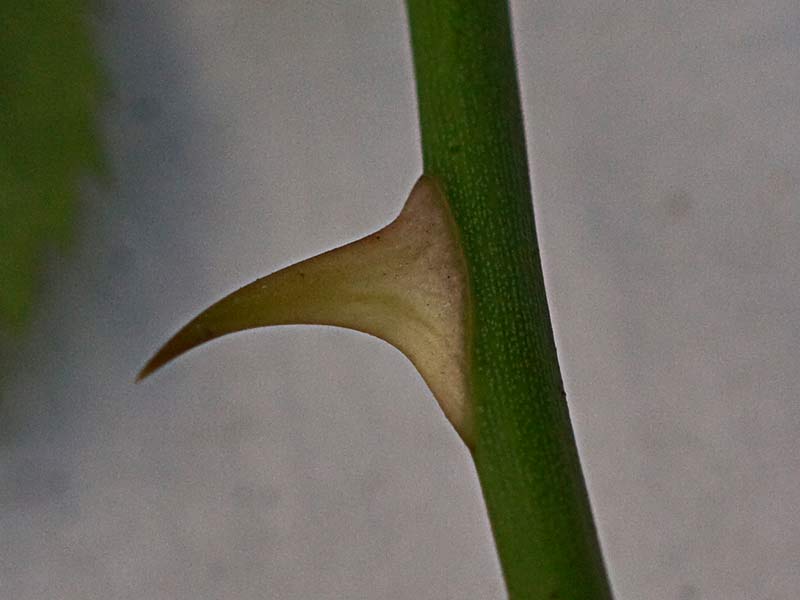Acúleo del tapaculos o Rosa canina