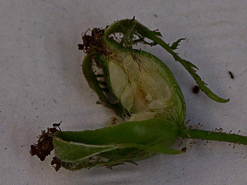 Semillas dentro de la úrnula del tapaculos, Rosa canina